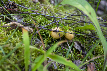 Close up of fresh golden chanterelles in moss wood dirt in forest vegetation. Group of yellow cap edible mushrooms growing among trees in Sweden. Nature scenery of autumn ground, outdoor nature