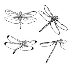 dragonfly black and white sketch with delicate wings vector illustration black and white sketch