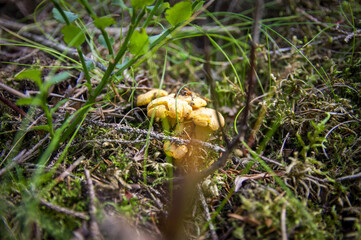 Close up of fresh golden chanterelles in moss wood dirt in forest vegetation. Group of yellow cap edible mushrooms growing among trees in Sweden. Nature scenery of autumn ground, outdoor nature
