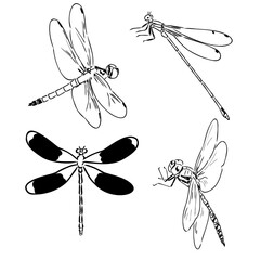 dragonfly black and white sketch with delicate wings vector illustration black and white sketch