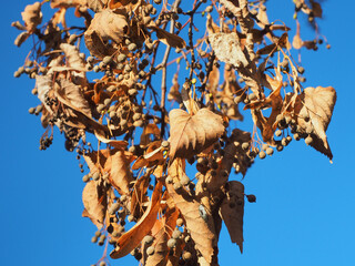 Dry autumn leaves on the branch