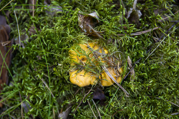 Close up of fresh golden chanterelles in moss wood dirt in forest vegetation. Group of yellow cap edible mushrooms growing among trees in Sweden. Nature scenery of autumn ground, outdoor nature