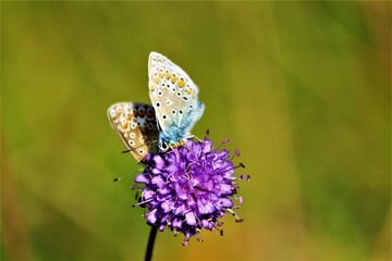 Deux papillons Azurés Communs butinant la même fleur.