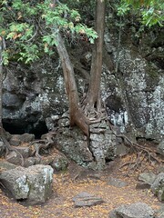 Cedar in rock 