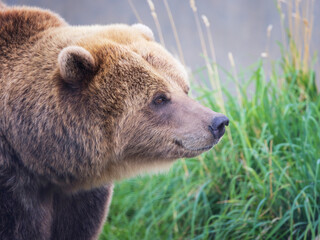 Female Wild Grizzly Summer Wandering