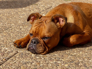 Portrait of a dog: Focus on the head.