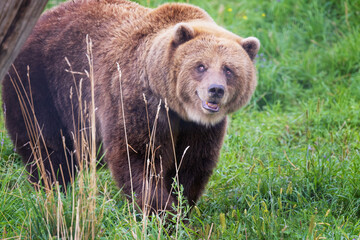 Fototapeta na wymiar Grizzley Bear roaming in wild