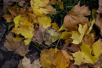 yellow maple leaves. autumn. dry foliage