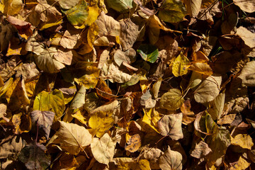 ellow dry leaves. autumn leaves