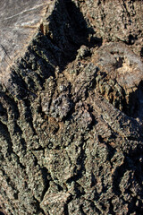 old tree bark. tree bark texture