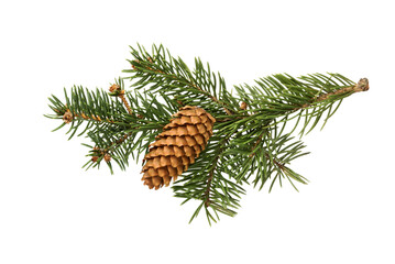 Fir tree branch and cone  on white