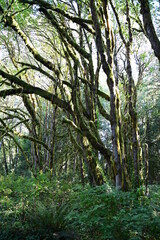 Fototapeta premium forest in the morning