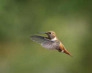 hummingbird in flight