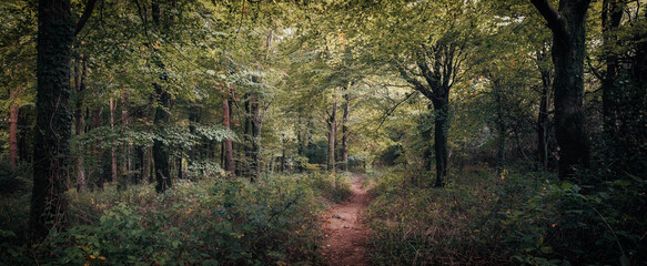 Idless woods near truro cornwall england uk 