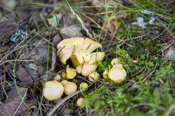 Close up of fresh golden chanterelles in moss wood dirt in forest vegetation. Group of yellow cap edible mushrooms growing among trees in Sweden. Nature scenery of autumn ground, outdoor nature