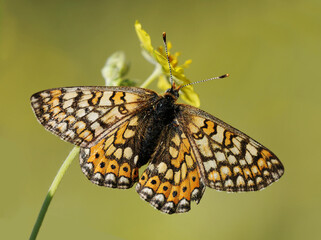 Wing upper-side view of a feamel marsh fritillary (Euphydryas aurinia)