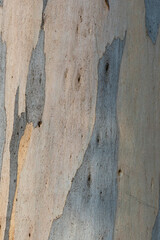 Eucalyptus bark with fancy pattern, wooden background