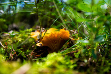 Close up of fresh golden chanterelles in moss wood dirt in forest vegetation. Group of yellow cap edible mushrooms growing among trees in Sweden. Nature scenery of autumn ground, outdoor nature