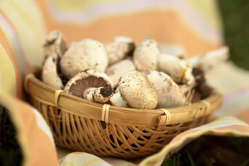 mushrooms in a small wicker basket, on a tablecloth. poisonous mushroom. dangerous products. mushroom growing. The yellow-stainer, Agaricus xanthodermus.