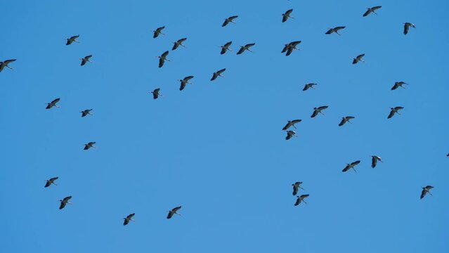 Flock of unknown birds in the blue sky, black silhouette. The concept of the world of birds, ornithology