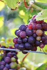 Ripe grapes in a vineyard, ready to be collected and produced into wine