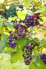 Ripe grapes in a vineyard, ready to be collected and produced into wine