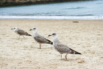 three young seagulls lined up diagonally keeping watch over the beach