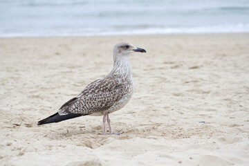 Young herring gull perched on the beach sand