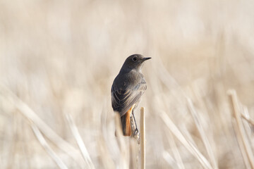 Phoenicurus ochruros searching for food among dry grass