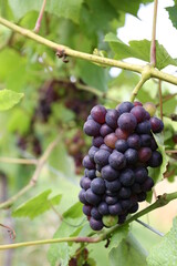Ripe grapes in a vineyard, ready to be collected and produced into wine