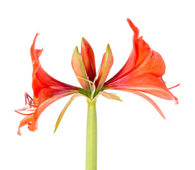 Blooming amaryllis over a white background