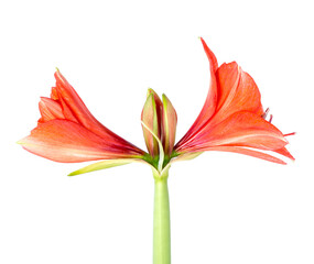 Amaryllis starting to bloom over a white background