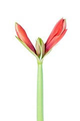 Amaryllis just starting to bloom over a white background