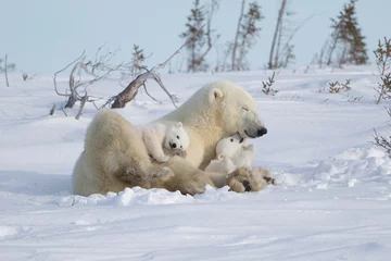 Ingelijste posters Polar Bear Family Love © David