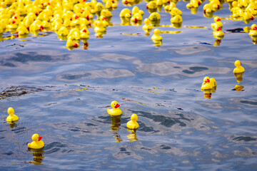 Rubber Duck Derby Race