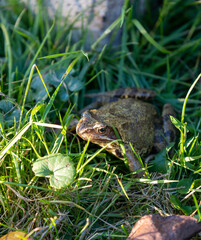 frog in the grass