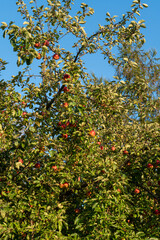 Fototapeta na wymiar apples on tree