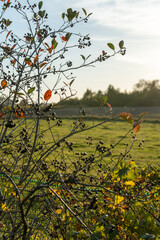autumn landscape with trees