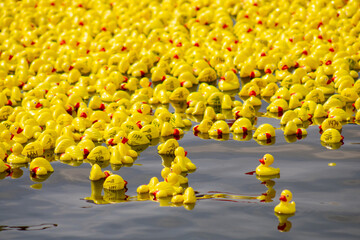 Rubber Duck Derby Race