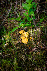 Close up of fresh golden chanterelles in moss wood dirt in forest vegetation. Group of yellow cap edible mushrooms growing among trees in Sweden. Nature scenery of autumn ground, outdoor nature