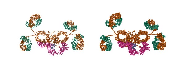 Solution structure of human secretory IgA1. 3D cartoon and Gaussian surface models, chain id color scheme, PDB 3chn, white background