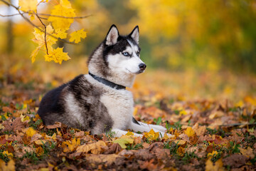 Obraz premium The blue-eyed Siberian Husky lying in the yellow leaves