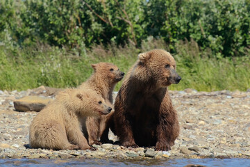 Obraz premium Grizzly Bear and Cubs