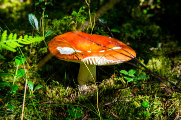 Close up of fresh golden chanterelles in moss wood dirt in forest vegetation. Group of yellow cap edible mushrooms growing among trees in Sweden. Nature scenery of autumn ground, outdoor nature