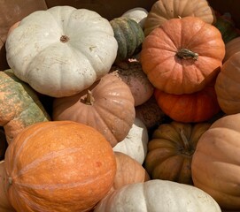 pumpkins and gourds at the market