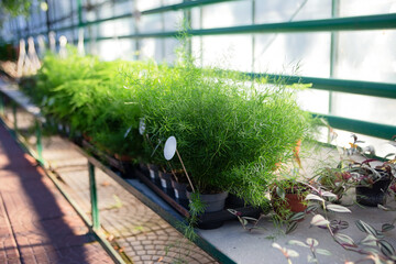 Group of cyperuses in the pots,greenhouse shopping.