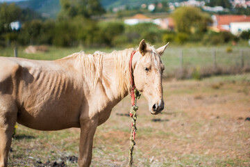 Horse outside catching some sun.