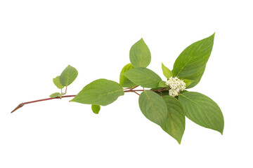 Cornus alba branch with green leaves and flowers isolated on a white background. Summer view.