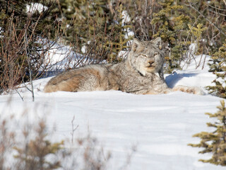 Obraz premium CANADIAN LYNX IN WINTER 