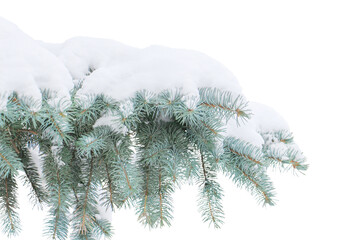 Green spruce branch covered with snow isolated on white background